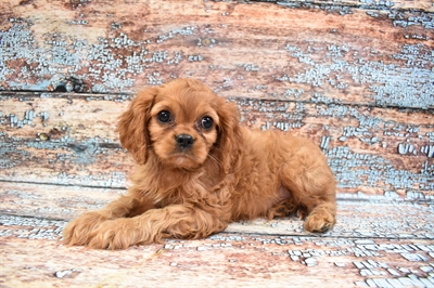 Cavalier King Charles Spaniel-DOG-Male-Ruby-8419-Petland Robinson, Pittsburgh, PA