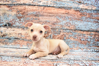 Chiweenie DOG Male Cream 8420 Petland Robinson, PA