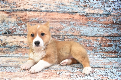 Pembroke Welsh Corgi DOG Female Sable 8423 Petland Robinson, PA