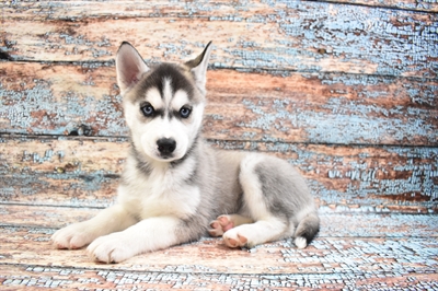 Siberian Husky DOG Female Black and White 8425 Petland Robinson, PA