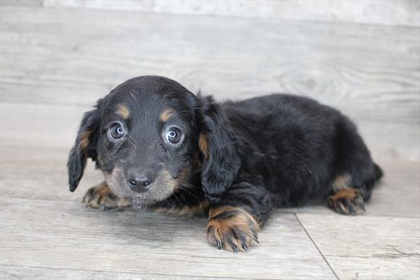 Dachshund DOG Male Black / Tan 8434 Petland Robinson, PA