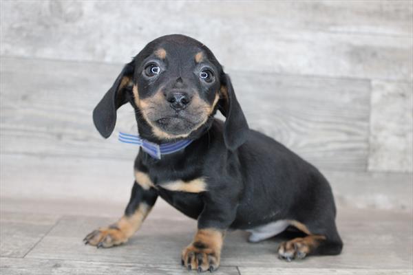 Dachshund-DOG-Male-Black / Tan-8435-Petland Robinson, Pittsburgh, PA