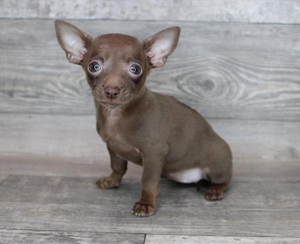 Chihuahua DOG Female Chocolate 8438 Petland Robinson, PA