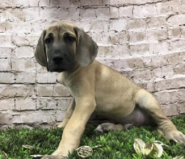 Great Dane DOG Male Fawn 8439 Petland Robinson, PA