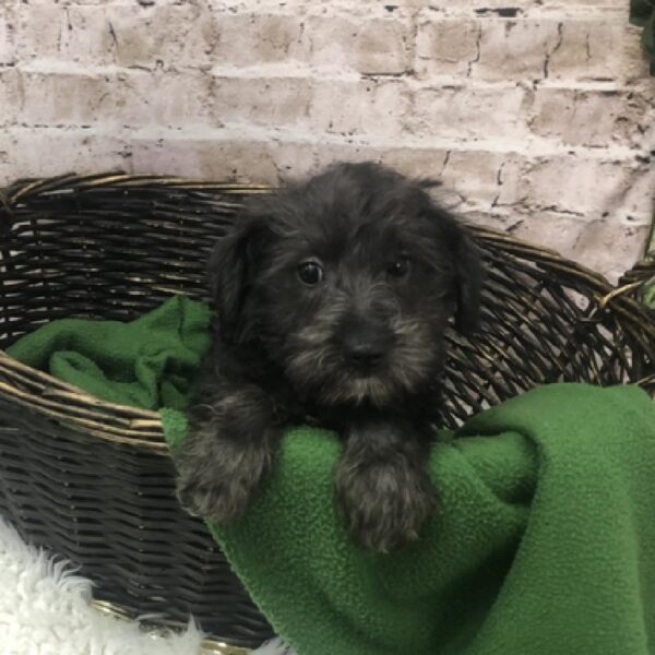 ShizaPoo DOG Male Black 8444 Petland Robinson, PA