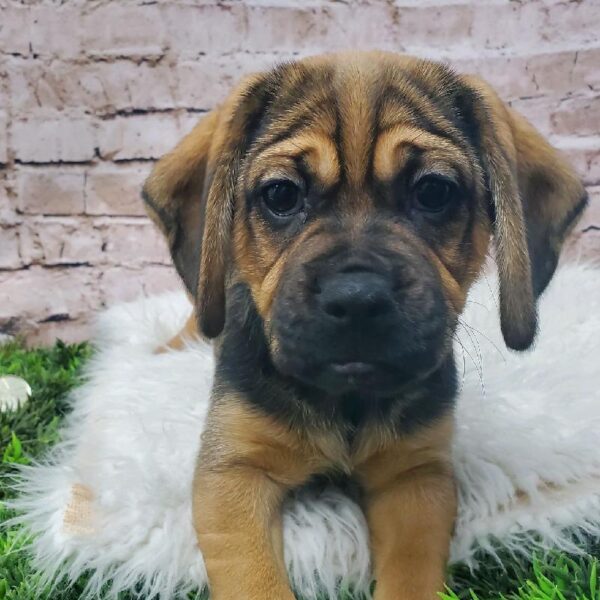 Puggle DOG Female Fawn 8446 Petland Robinson, PA