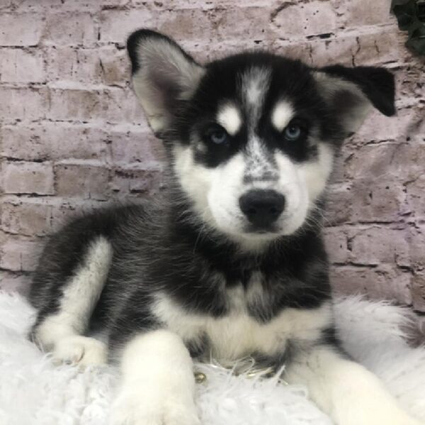 Siberian Husky-DOG-Male-Black / White-8441-Petland Robinson, Pittsburgh, PA