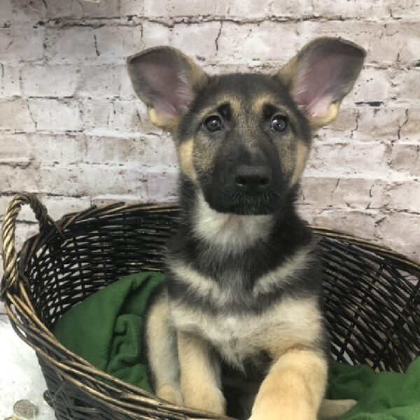 German Shepherd DOG Female Black / Tan 8442 Petland Robinson, PA