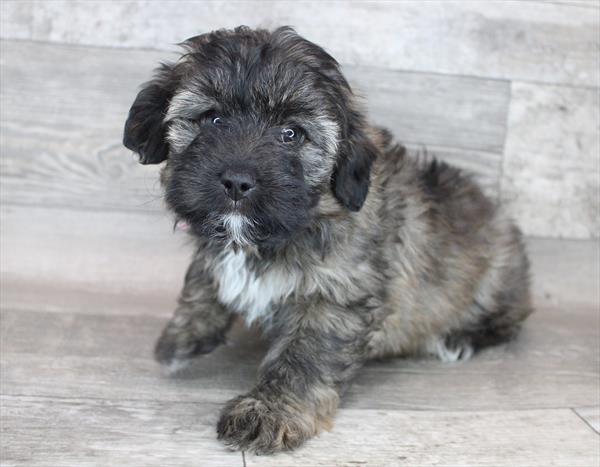 Aussiedoodle DOG Female Sable 8456 Petland Robinson, PA