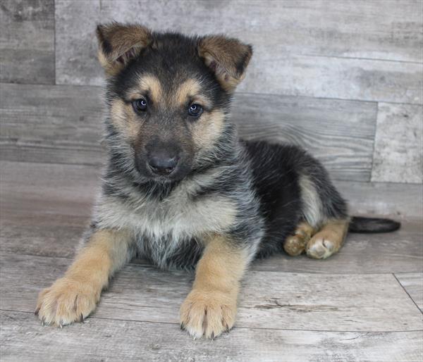 German Shepherd-DOG-Male-Black / Tan-8457-Petland Robinson, Pittsburgh, PA