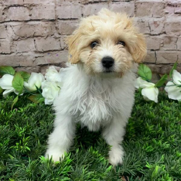 Bichon- Poo-DOG-Male-Cream and White-10318-Petland Robinson, PA