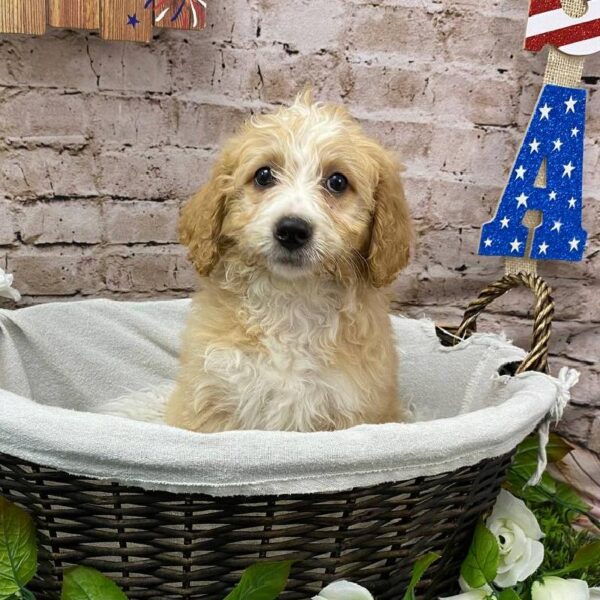 Mini Bernedoodle-DOG-Male-Brown/White-10344-Petland Robinson, Pittsburgh, PA