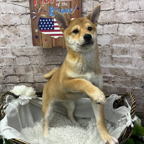 Shiba Inu-DOG-Male-Red-10265-Petland Robinson, PA