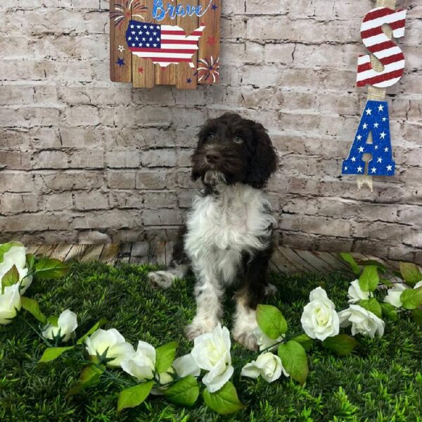 Cockapoo-DOG-Male-Brown and White-10266-Petland Robinson, PA