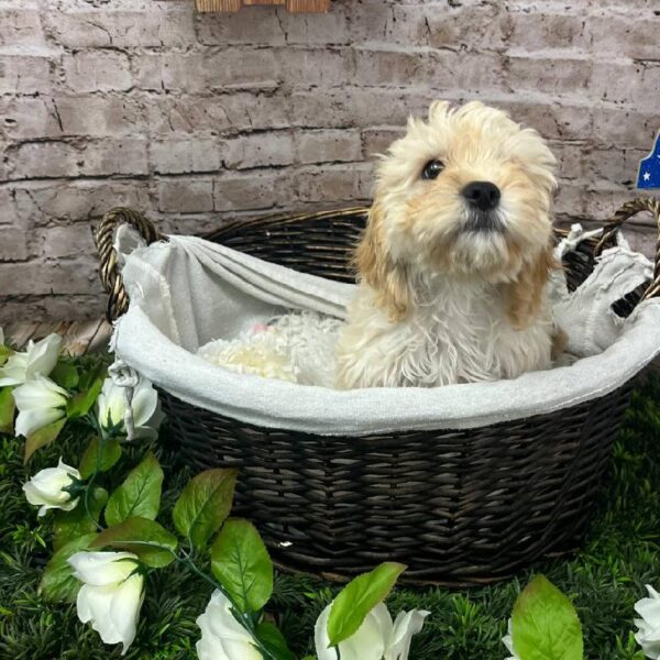 Cavachon-DOG-Male-Cream-10223-Petland Robinson, Pittsburgh, PA