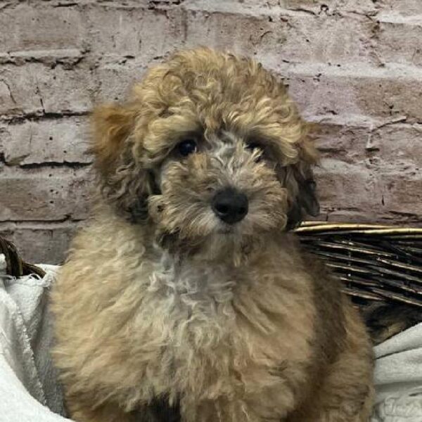 Poodle-DOG-Male-Café-10204-Petland Robinson, PA