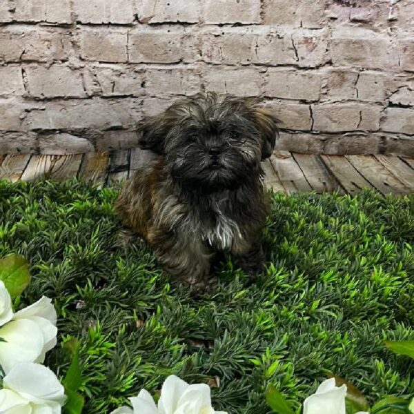 Shih Tzu-DOG-Female-Brindle-10263-Petland Robinson, Pittsburgh, PA