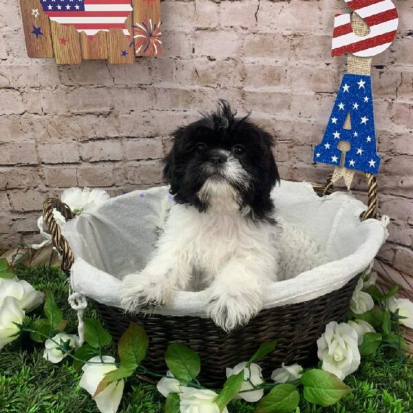 Shih Tzu-DOG-Male-Black / White-10186-Petland Robinson, PA