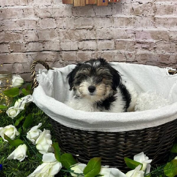 Shih-poo-DOG-Male-Black and Apricot-10261-Petland Robinson, Pittsburgh, PA