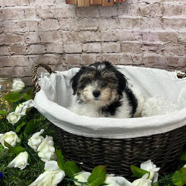 Shih-poo-DOG-Male-Black and Apricot-10261-Petland Robinson, PA