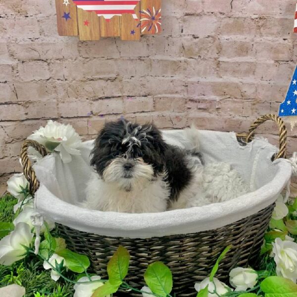 Shih Tzu-DOG-Male-Black and White-10178-Petland Robinson, Pittsburgh, PA