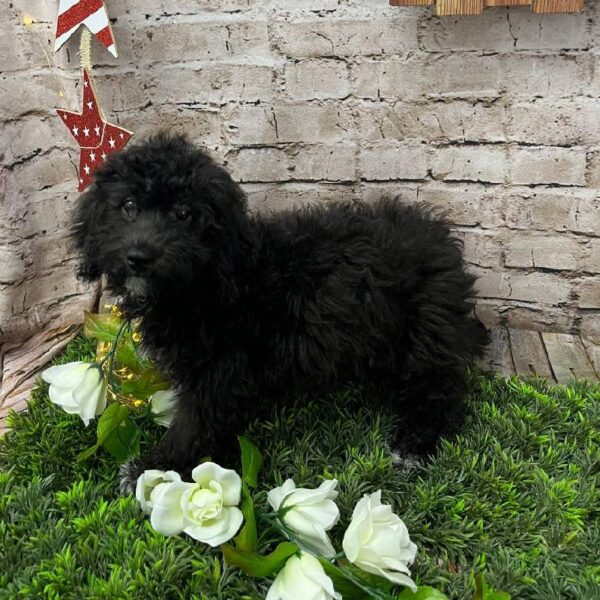 Bichon- Poo-DOG-Female-Black-10262-Petland Robinson, PA