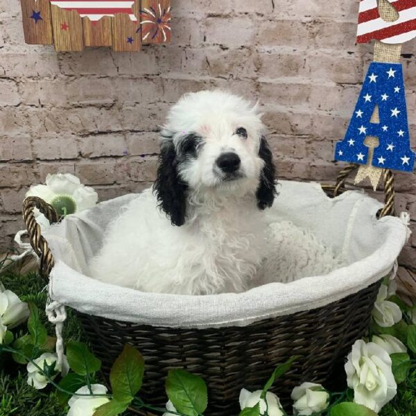 Cavapoo-DOG-Male-Black and White-10201-Petland Robinson, PA