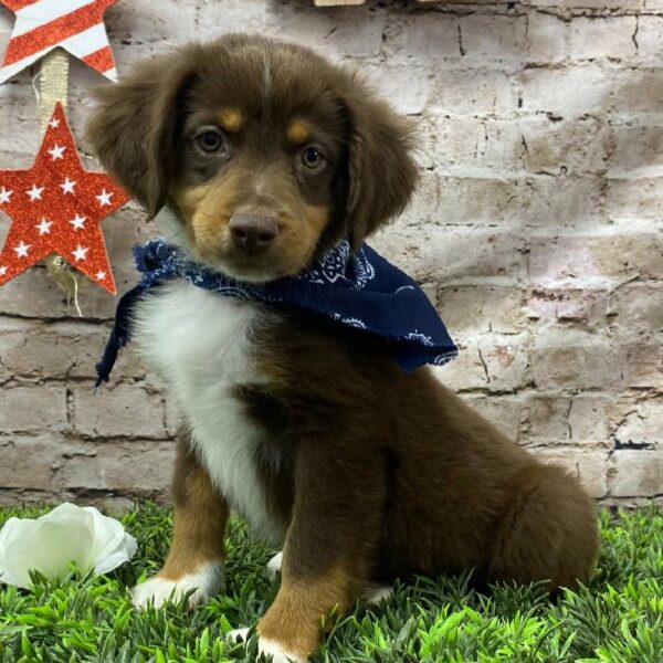 Miniature Australian Shepherd-DOG-Male-Red and White-10367-Petland Robinson, Pittsburgh, PA