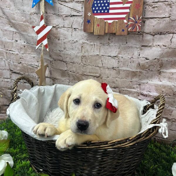 Labrador Retriever-DOG-Female-Yellow-10406-Petland Robinson, PA