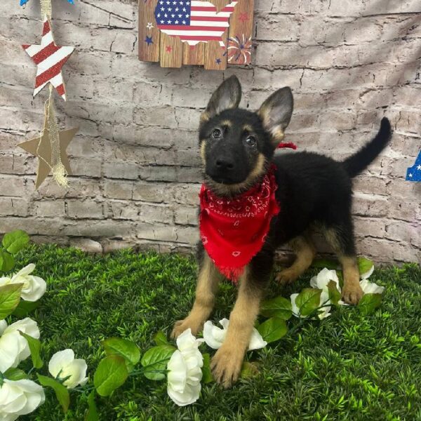 German Shepherd-DOG-Male-Black and Tan-10388-Petland Robinson, Pittsburgh, PA