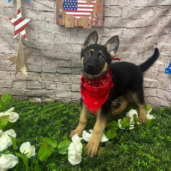 German Shepherd-DOG-Male-Black and Tan-10388-Petland Robinson, PA