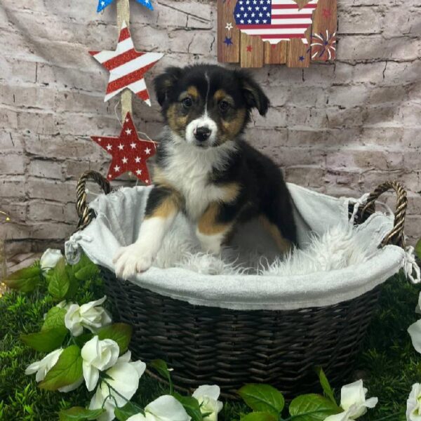 Australian Shepherd-DOG-Female-Black and White-10384-Petland Robinson, PA