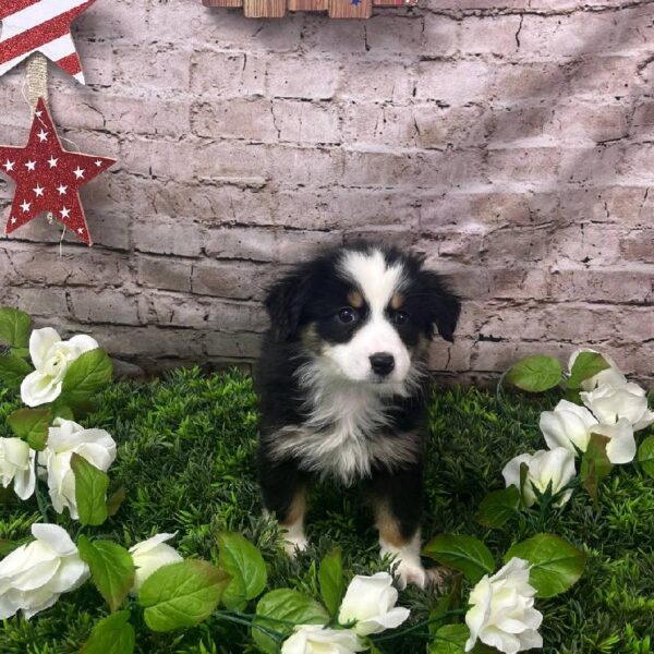 Miniature American Shepherd-DOG-Female-Black-10386-Petland Robinson, Pittsburgh, PA