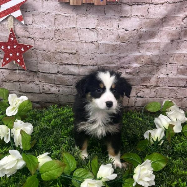 Miniature American Shepherd-DOG-Female-Black-10386-Petland Robinson, PA