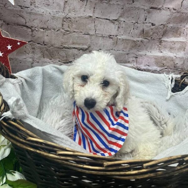 Bichon-DOG-Male-White-10382-Petland Robinson, Pittsburgh, PA