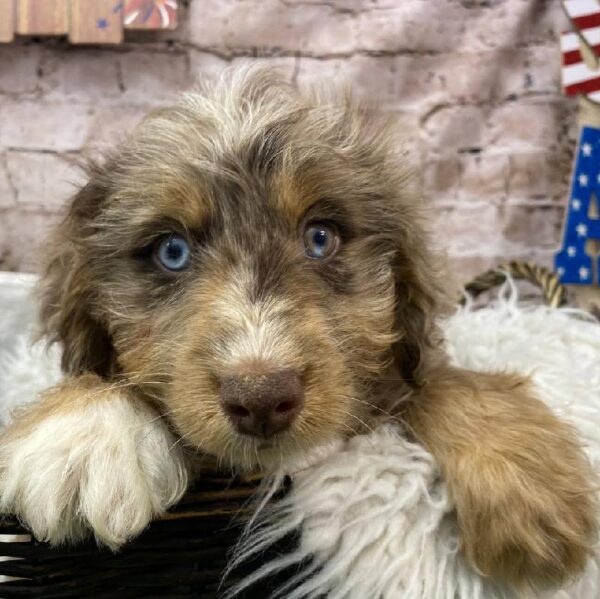 Mini Aussiedoodle-DOG-Male-Red Merle-10430-Petland Robinson, PA