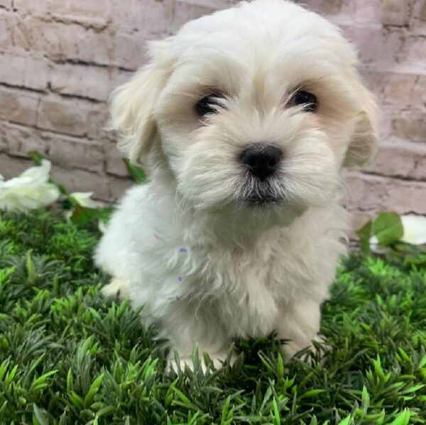 Teddy Bear-DOG-Male-White-10412-Petland Robinson, PA