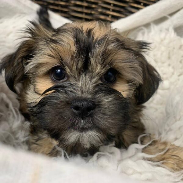 Shorkie-DOG-Female-Gold-10411-Petland Robinson, Pittsburgh, PA