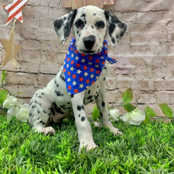 Dalmatian-DOG-Female-White and Black-10409-Petland Robinson, Pittsburgh, PA