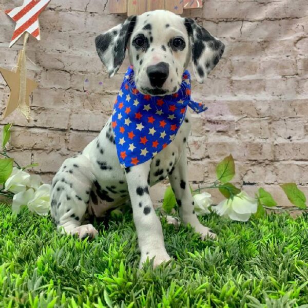 Dalmatian-DOG-Female-White and Black-10409-Petland Robinson, PA