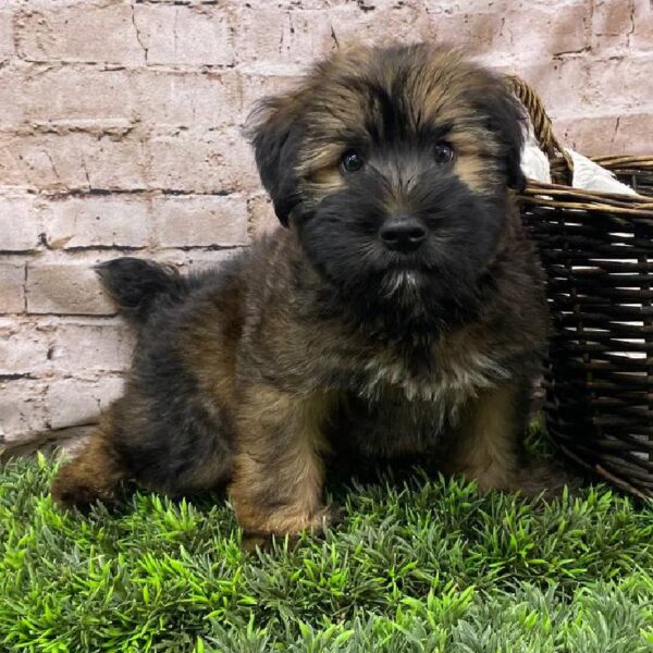 Soft Coated Wheaten Terrier-DOG-Male-Wheaten-10449-Petland Robinson, Pittsburgh, PA