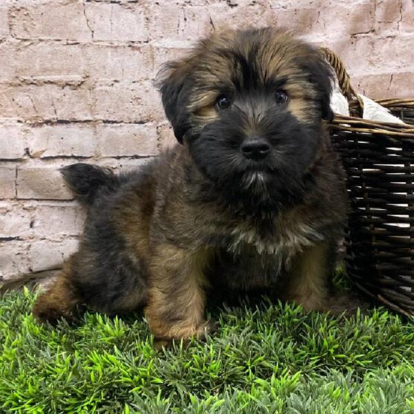 Soft Coated Wheaten Terrier-DOG-Male-Wheaten-10449-Petland Robinson, PA