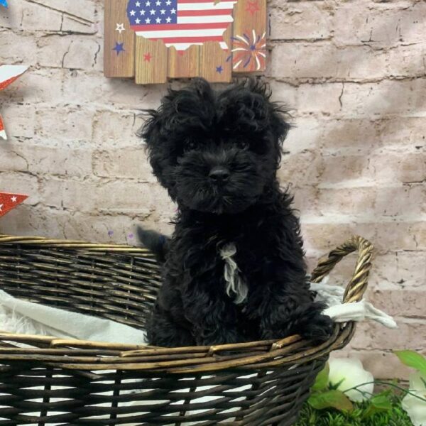 Malti-Poo-DOG-Male-Black-10441-Petland Robinson, Pittsburgh, PA