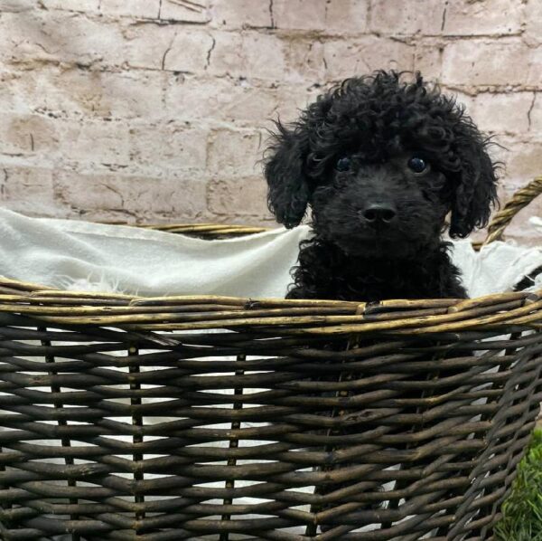 Mini Goldendoodle 2nd Gen.-DOG-Male-Black-10491-Petland Robinson, PA