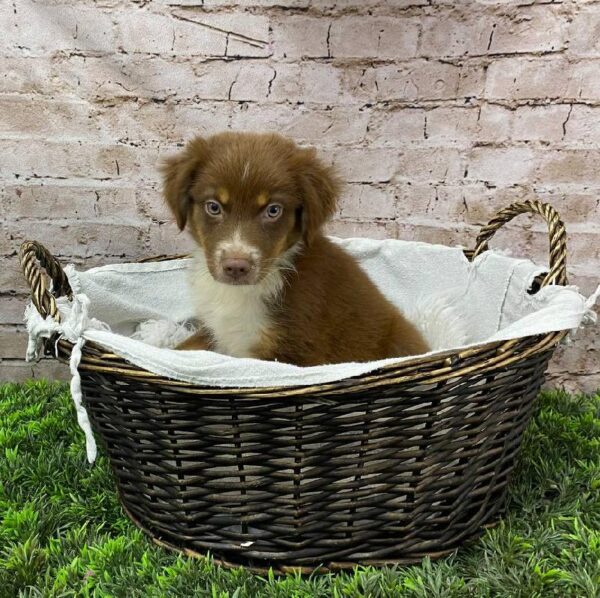 Australian Shepherd-DOG-Male-Red-10488-Petland Robinson, Pittsburgh, PA