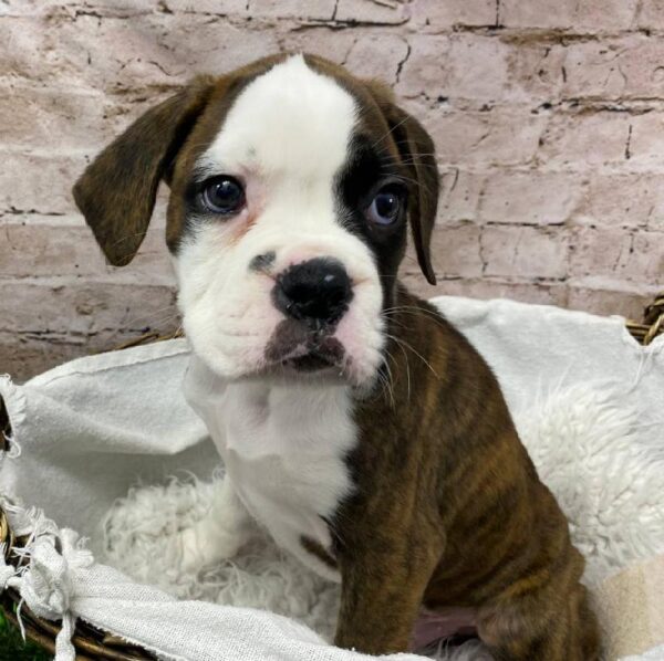 Boxer-DOG-Male-Brindle-10484-Petland Robinson, Pittsburgh, PA