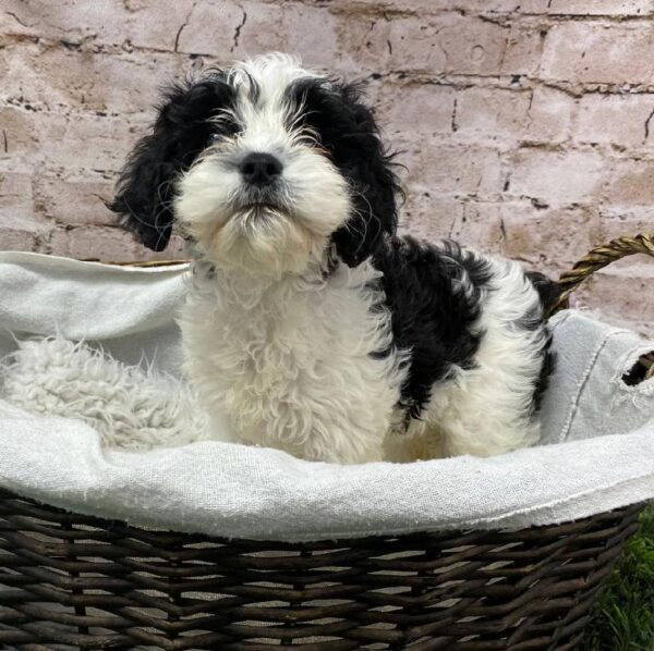 Cavapoo-DOG-Female-Black and White-10490-Petland Robinson, PA