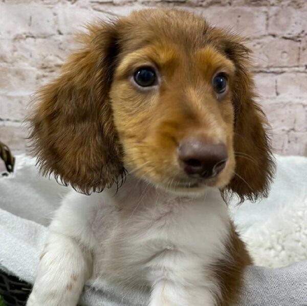 Dachshund-DOG-Male-Chocolate-10485-Petland Robinson, Pittsburgh, PA