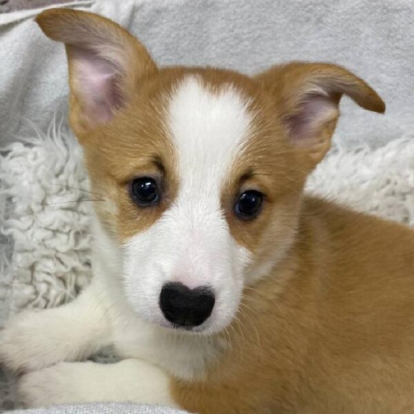 Pembroke Welsh Corgi-DOG-Male-Sable-10486-Petland Robinson, Pittsburgh, PA