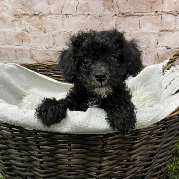 Poodle-DOG-Male-Black-10493-Petland Robinson, PA